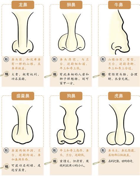 豬膽鼻|鼻子面相圖解 (二) 鼻形 